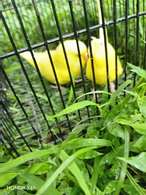 A pair of Lutino Bunglish Red Budgie birds for sale
