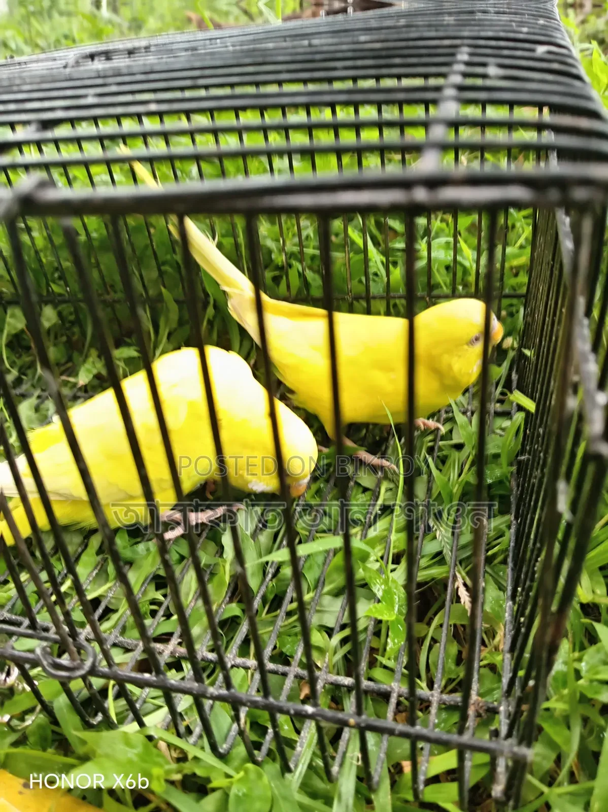 A pair of Lutino Bunglish Red Budgie birds for sale