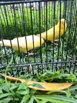 A pair of Lutino Bunglish Red Budgie birds for sale