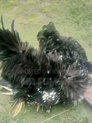 Frizzle chicken for sale, running