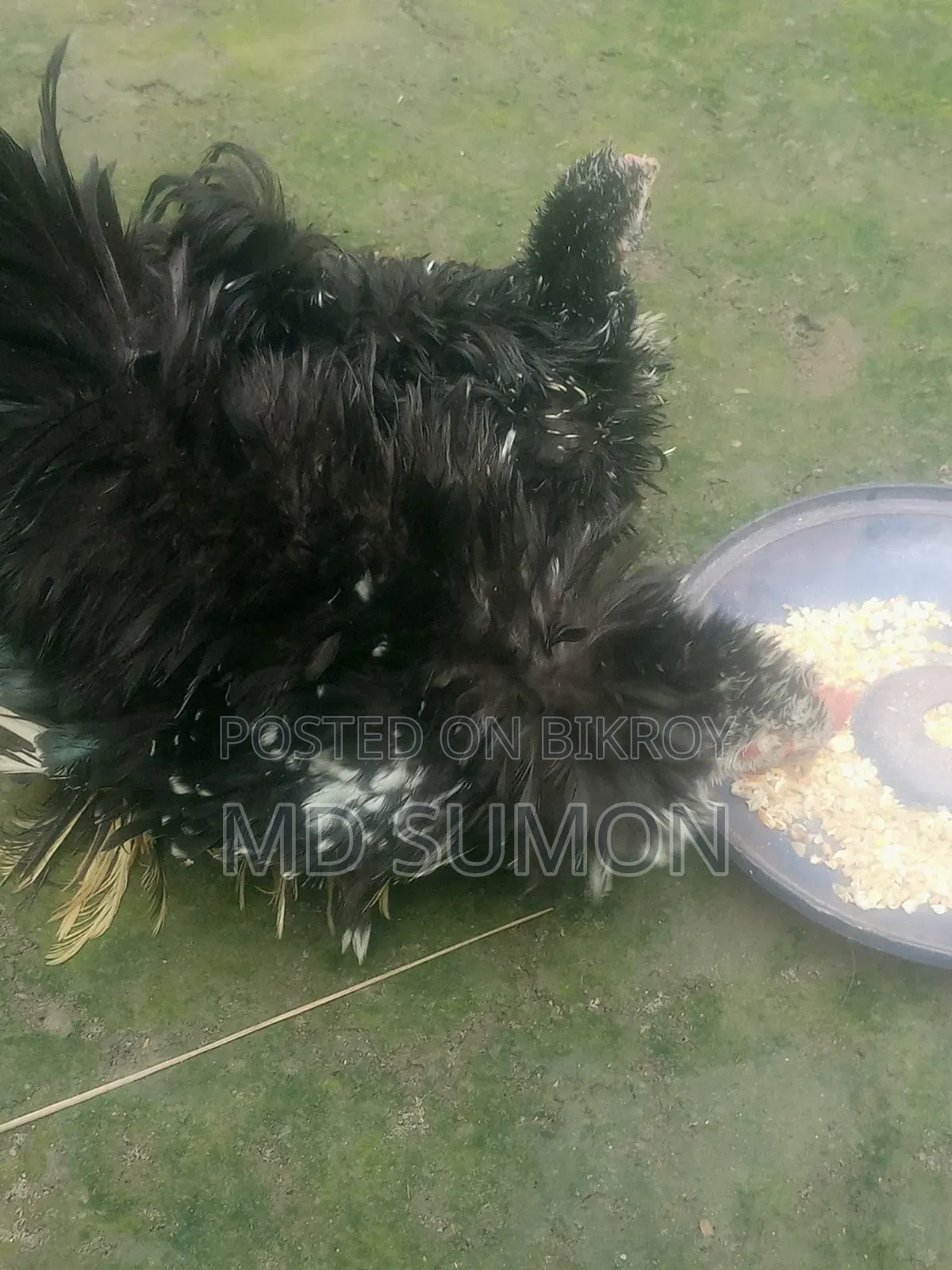 Frizzle chicken for sale, running