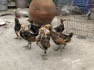 গোল্ডেন সেবরাইট বেবি