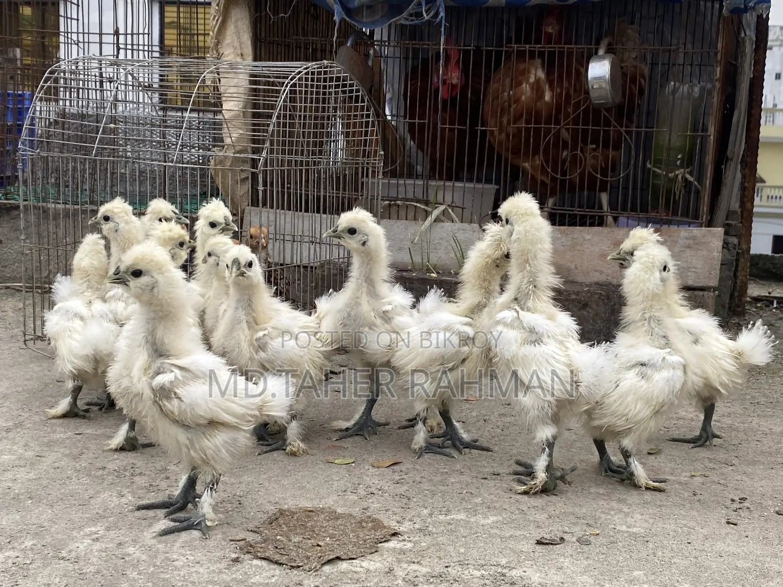 European Silkie Baby