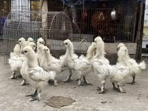 European Silkie Baby