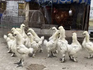 European Silkie Baby