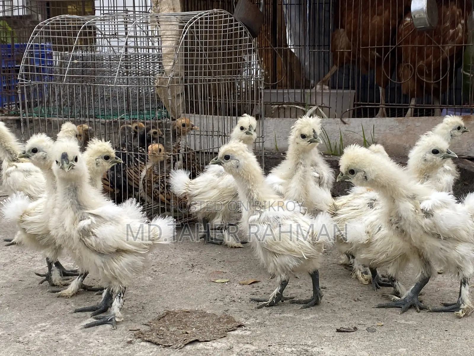European Silkie Baby