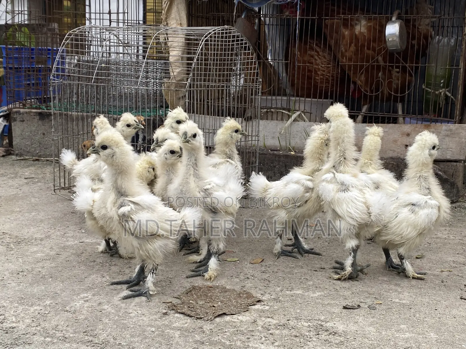 European Silkie Baby