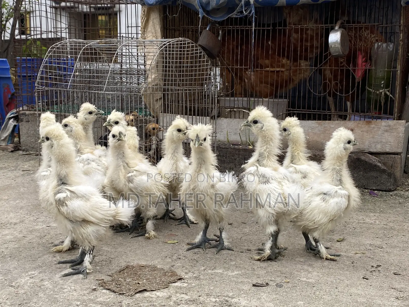 European Silkie Baby