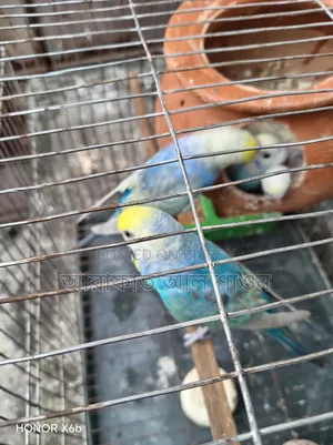 A pair of Rainbow Budgerigar birds with 3 babies for sale