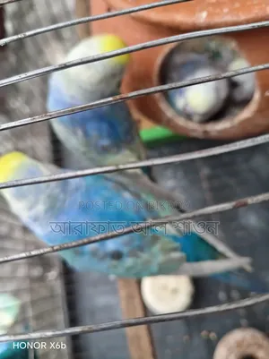 A pair of Rainbow Budgerigar birds with 3 babies for sale