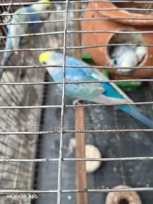 A pair of Rainbow Budgerigar birds with 3 babies for sale