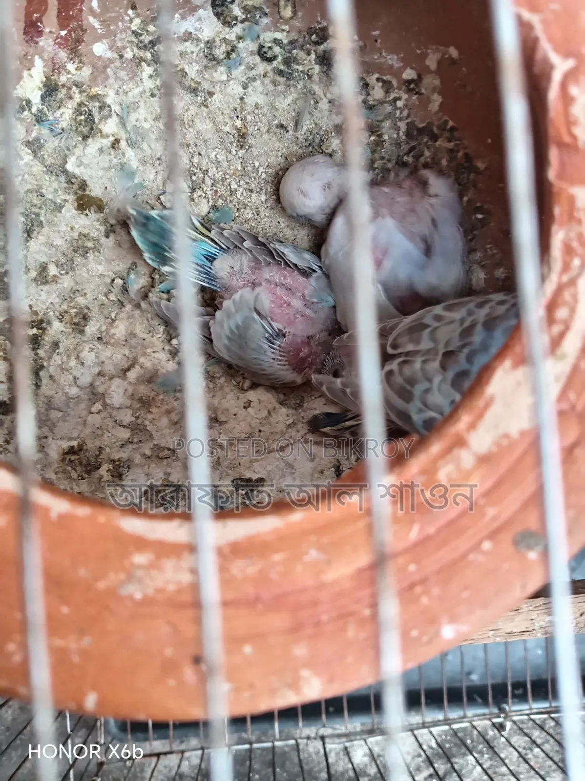 A pair of Rainbow Budgerigar birds with 3 babies for sale