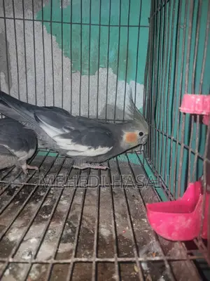 Cockatiel birds with eggs for sale.