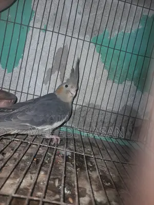 Cockatiel birds with eggs for sale.