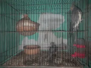 Cockatiel birds with eggs for sale.