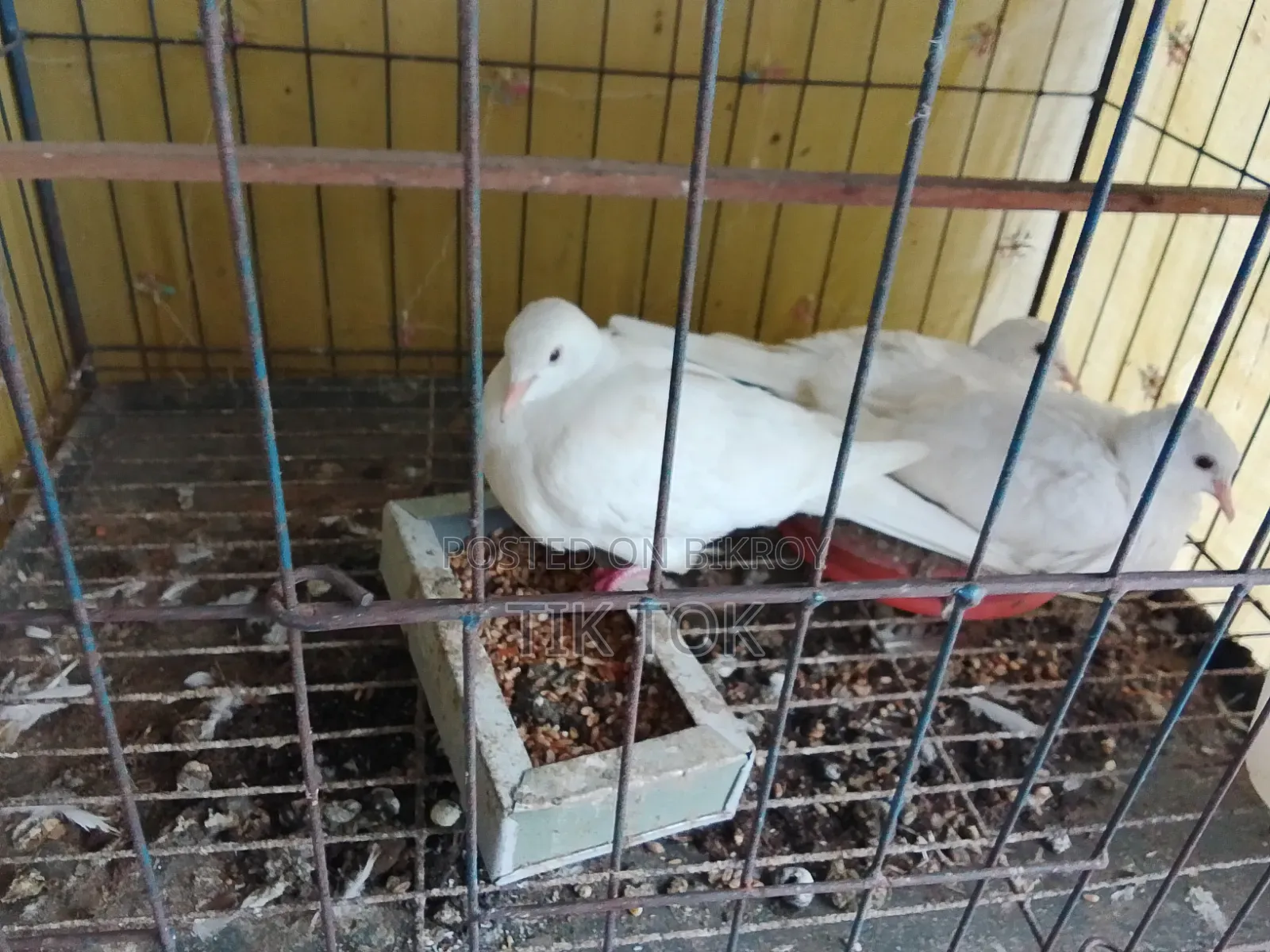 বোম্বাই কবুতর ও সাদা ঘুঘু(রানিং পেয়ার
