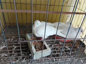 বোম্বাই কবুতর ও সাদা ঘুঘু(রানিং পেয়ার