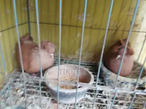 বোম্বাই কবুতর ও সাদা ঘুঘু(রানিং পেয়ার