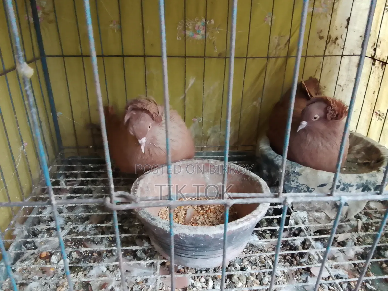 বোম্বাই কবুতর ও সাদা ঘুঘু(রানিং পেয়ার