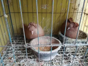 বোম্বাই কবুতর ও সাদা ঘুঘু(রানিং পেয়ার