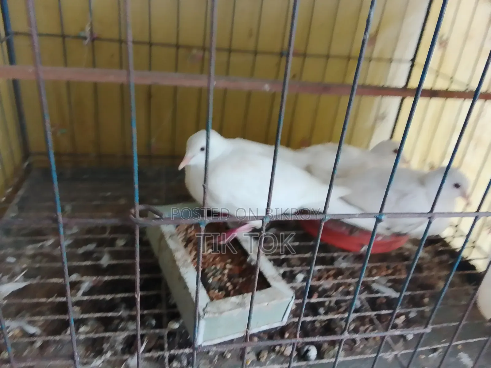 বোম্বাই কবুতর ও সাদা ঘুঘু(রানিং পেয়ার