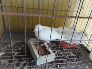 বোম্বাই কবুতর ও সাদা ঘুঘু(রানিং পেয়ার