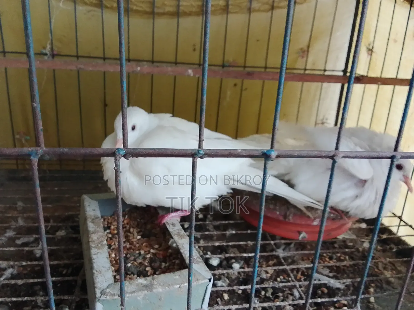 বোম্বাই কবুতর ও সাদা ঘুঘু(রানিং পেয়ার