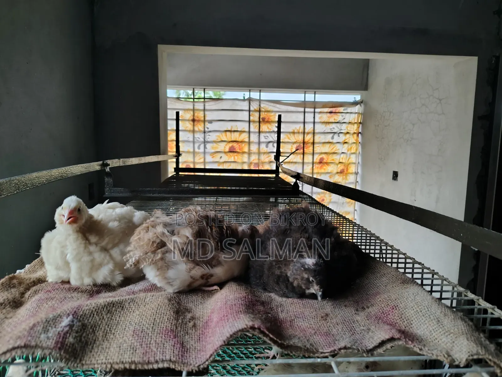 ইউরোপিয়ান জায়ান্ট কটনিক্সের ডিম ও বাচ্চা