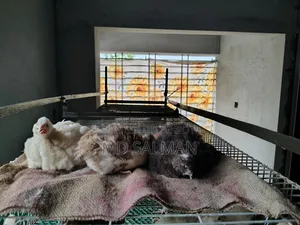 ইউরোপিয়ান জায়ান্ট কটনিক্সের ডিম ও বাচ্চা