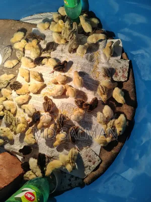 ইউরোপিয়ান জায়ান্ট কটনিক্সের ডিম ও বাচ্চা