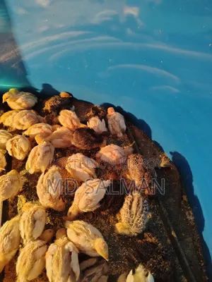 ইউরোপিয়ান জায়ান্ট কটনিক্সের ডিম ও বাচ্চা