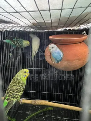বাজরিগার পাখি গুলা সেল করা হবে