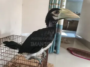 হর্নবিল পাখি