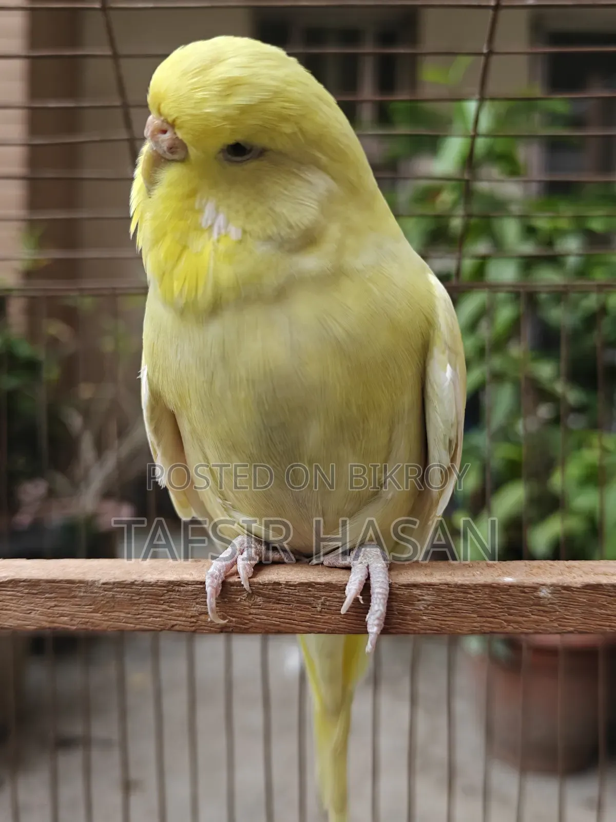 ইংলিশ রানিং ফিমেল