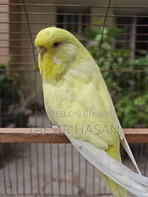 ইংলিশ রানিং ফিমেল