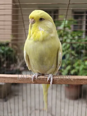 ইংলিশ রানিং ফিমেল