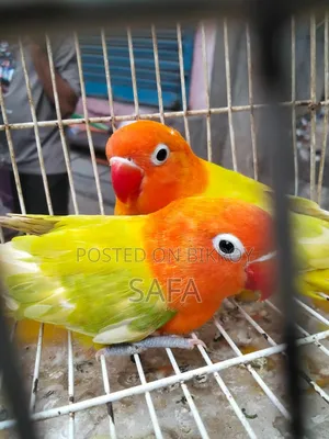 লাভ বার্ড (১ জোড়া)