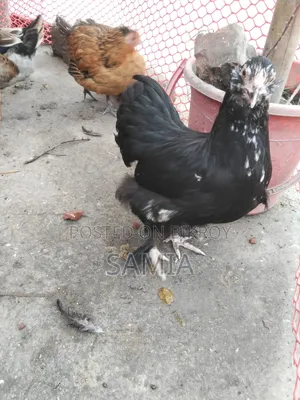 ব্রহ্মা মুরগি