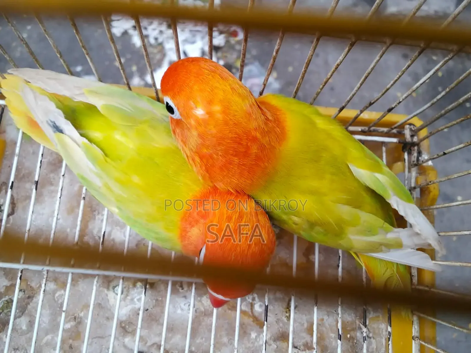 লাভ বার্ড (১ জোড়া)