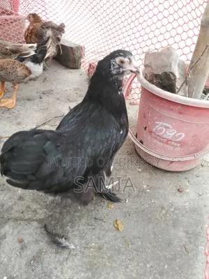 Brahma Chicken