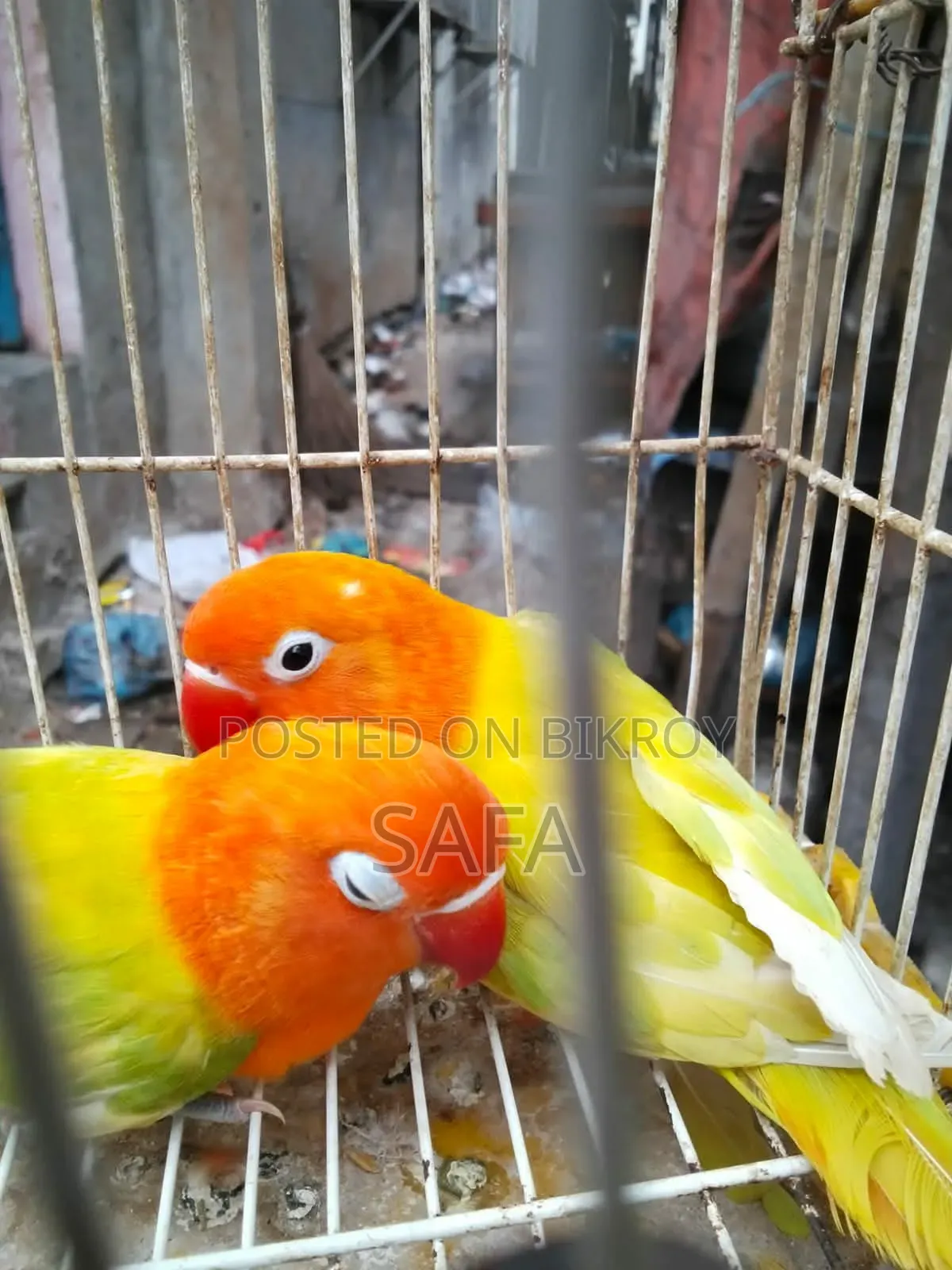 লাভ বার্ড (১ জোড়া)