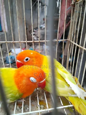 লাভ বার্ড (১ জোড়া)