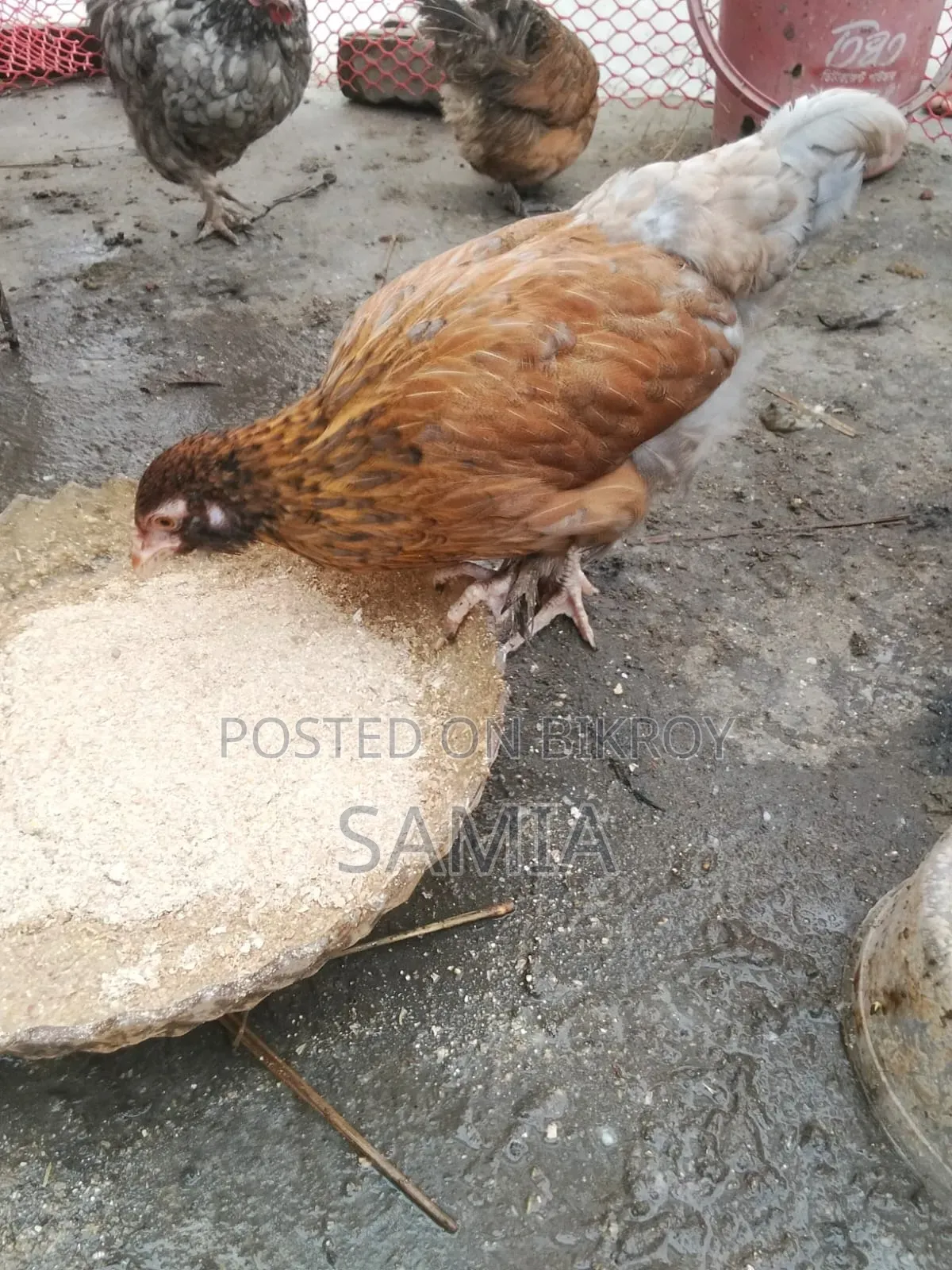 Brahma Chicken