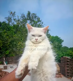 6-12 Months Female Purebred Persian