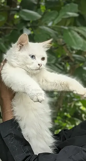 6-12 months Female Purebred Persian