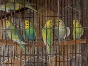 বিক্রির জন্য ব্রিডিং জোড়া বাজিগর পাখি | সুস্থ ও সক্রিয়