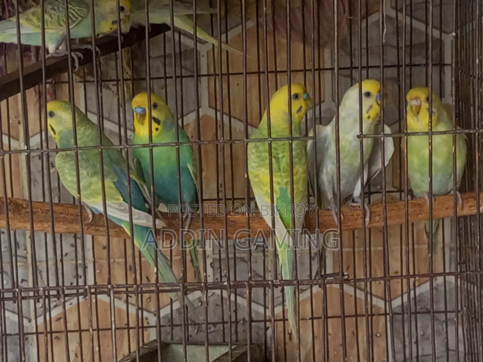 বিক্রির জন্য ব্রিডিং জোড়া বাজিগর পাখি | সুস্থ ও সক্রিয়