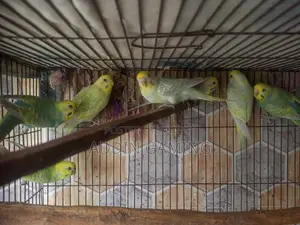 বিক্রির জন্য ব্রিডিং জোড়া বাজিগর পাখি | সুস্থ ও সক্রিয়