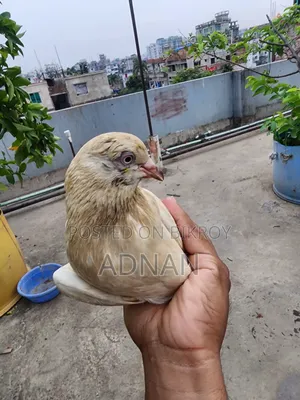 মাদী সনি রানিং