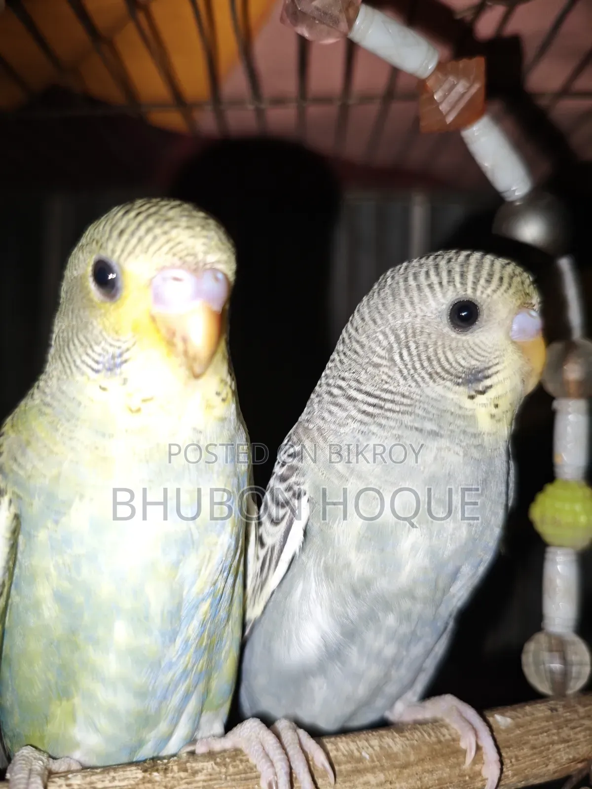 Budgie Baby